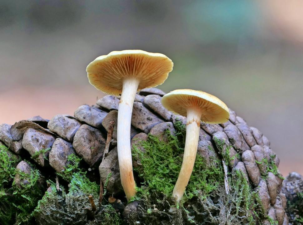 Free Image of Mushrooms sprouting from a pine cone 