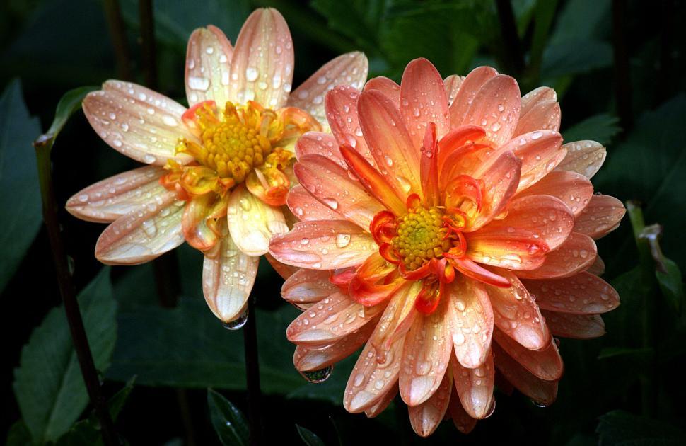 Free Image of Fresh dew on vibrant orange Dahlias 