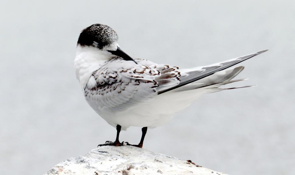 Free Image of Seagull resting on a pier in a serene setting 