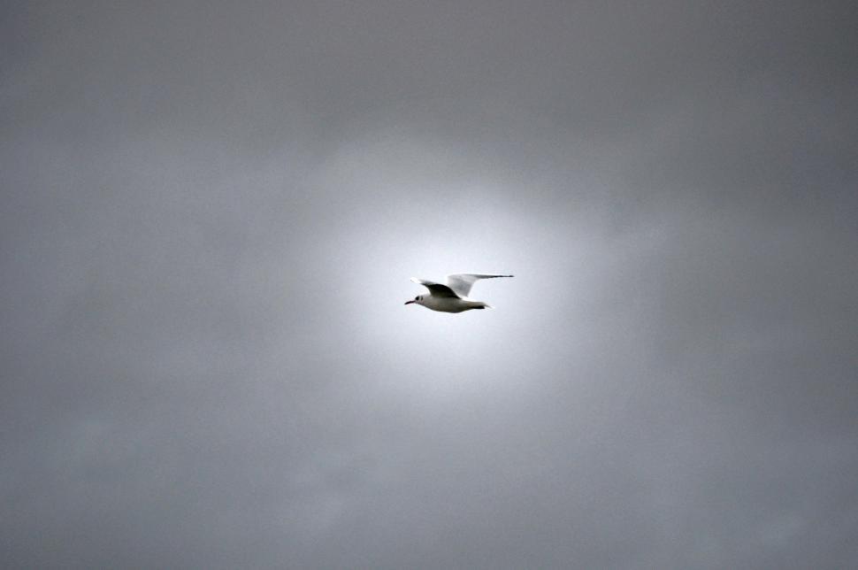 Free Image of Reculver seagulls 