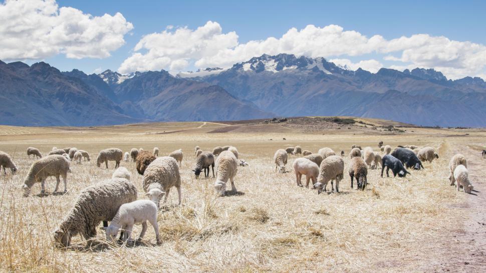 Free Image of Flock of sheep grazing in highlands 