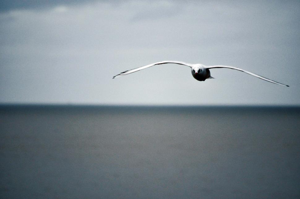 Free Image of Reculver seagulls in Winter4 