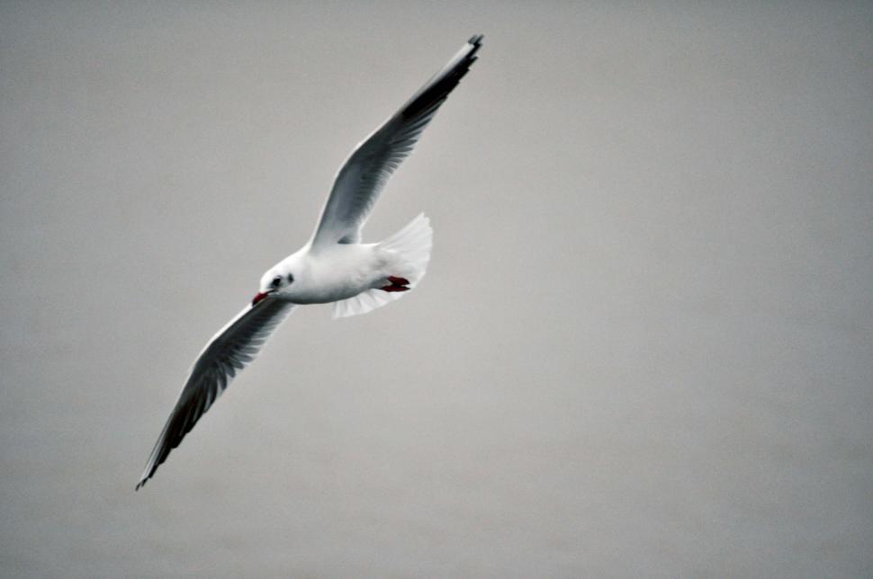 Free Image of Reculver seagulls in Winter5 