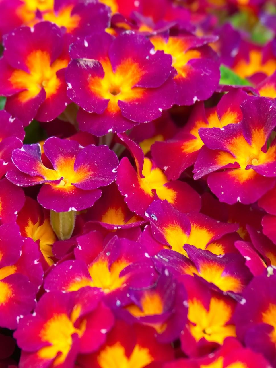 Free Image of Vibrant red and yellow primrose flowers 