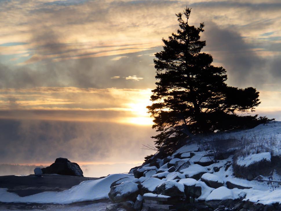 Free Image of Snowy landscape with a solitary pine tree 