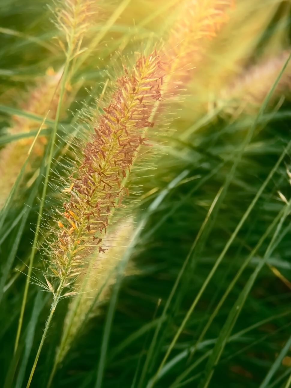 Free Image of Warm sunlight on golden grasses 