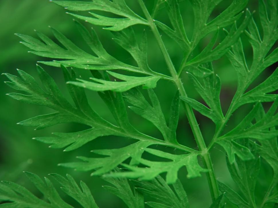 Free Image of Close-up of vibrant green fern leaves 