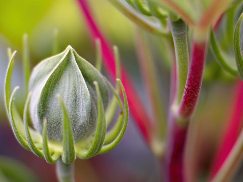Free Image of Macro shot of budding flower 