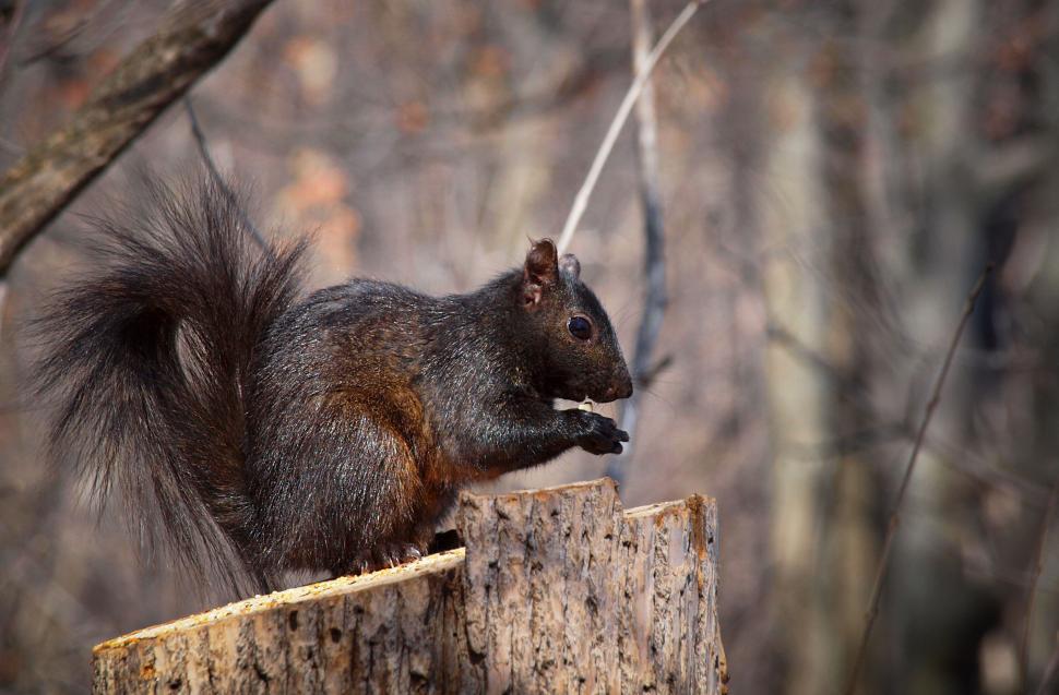 Free Image of Squirrel eating on a tree stump 