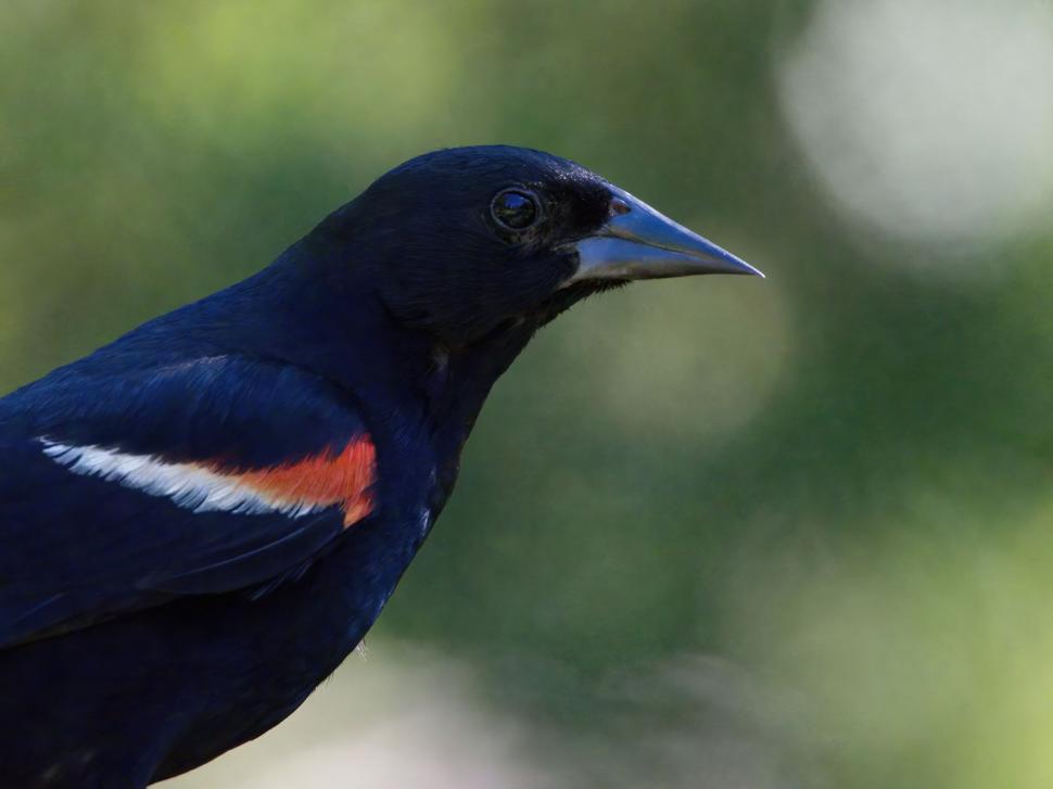 Free Image of Close view of a black bird with red wing 