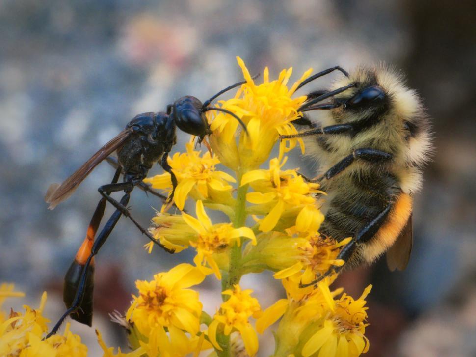 Free Image of Insect macro on yellow flowers close-up 