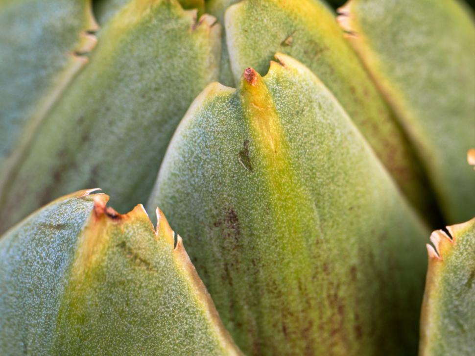 Free Image of Close-up texture of succulent plant 