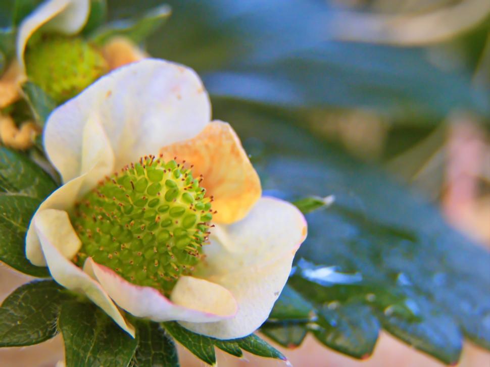 Free Image of Flowering Plant with Unopened Bloom 