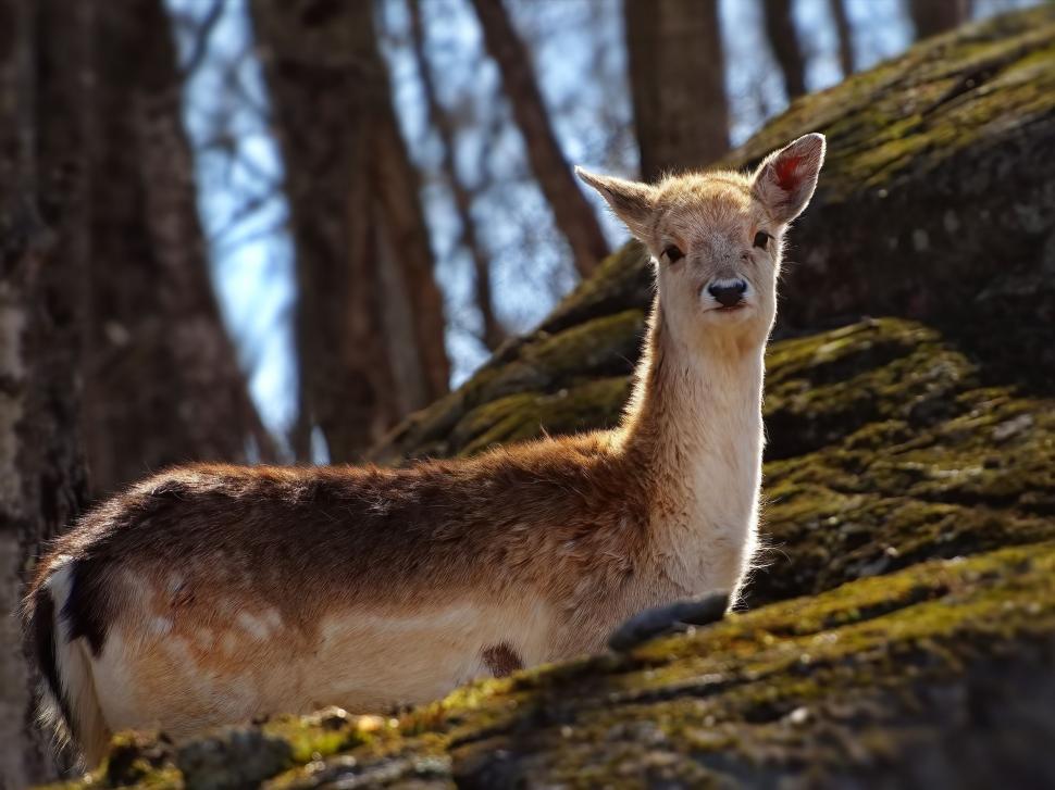 Free Image of Gentle Fawn in a Serene Forest Scene 