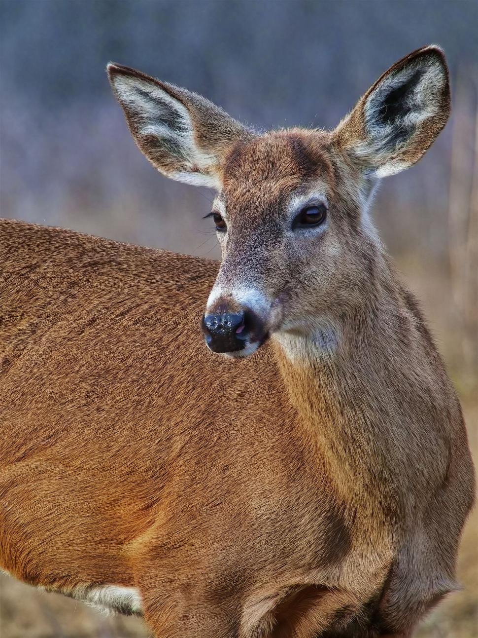 Free Image of Alert deer looking directly into the camera 