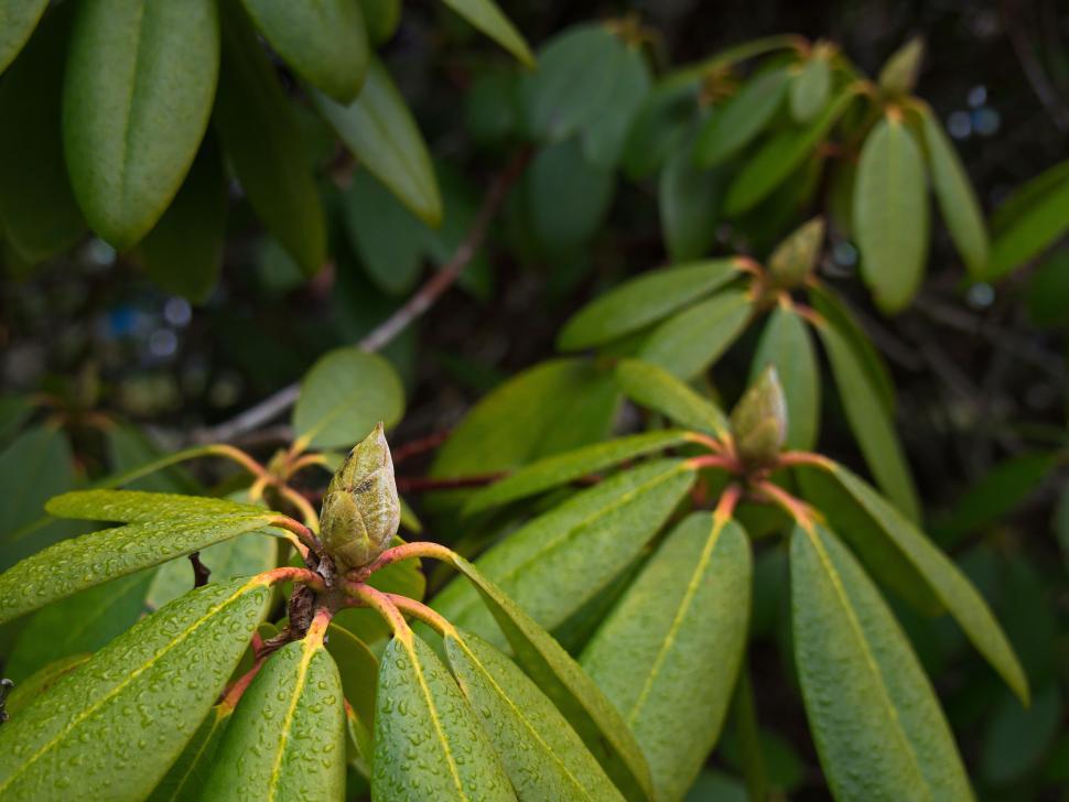Free Image of Vibrant green leaves with budding flower 