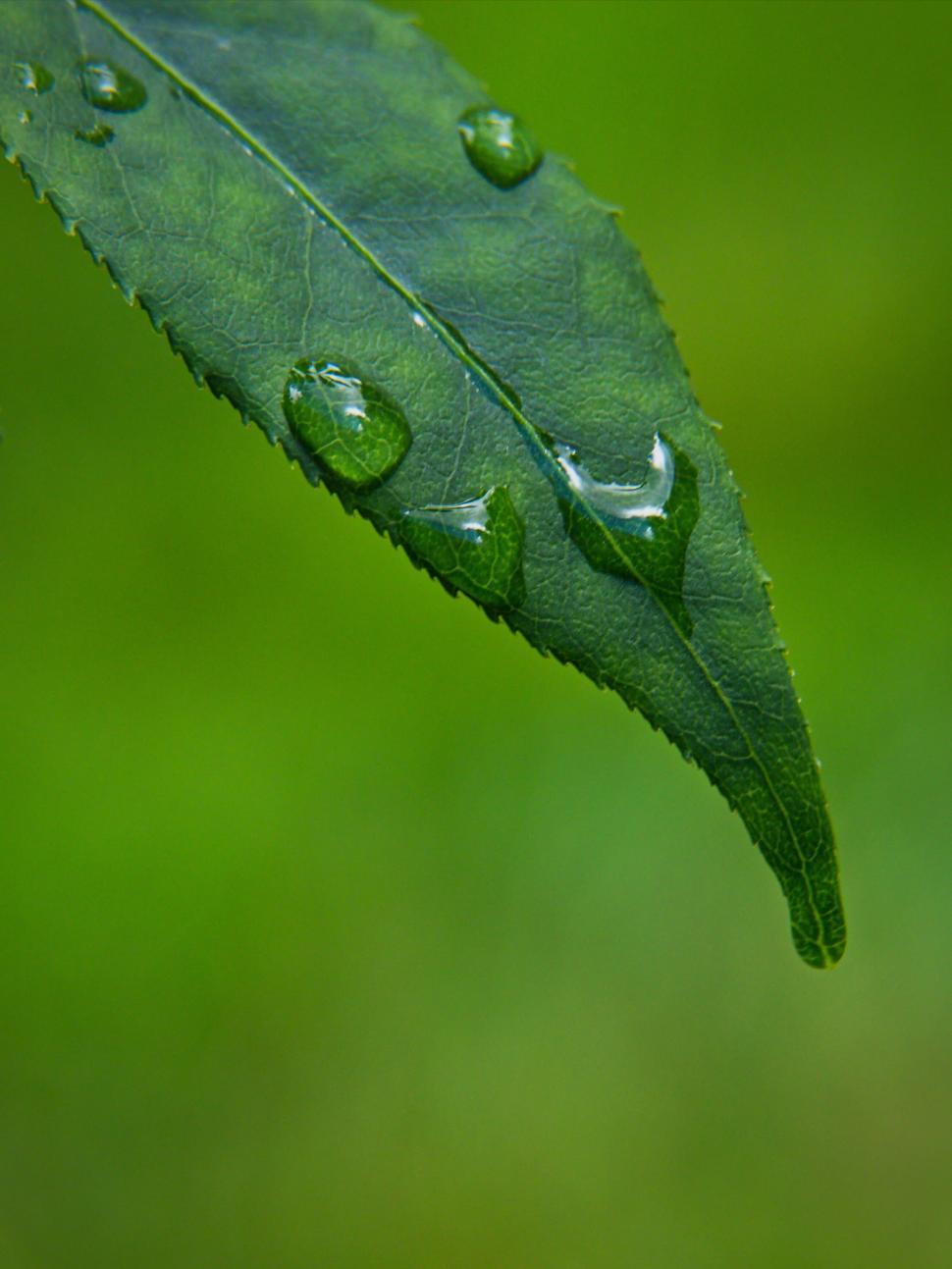Free Image of Water Droplets on Green Leaf Close-up 