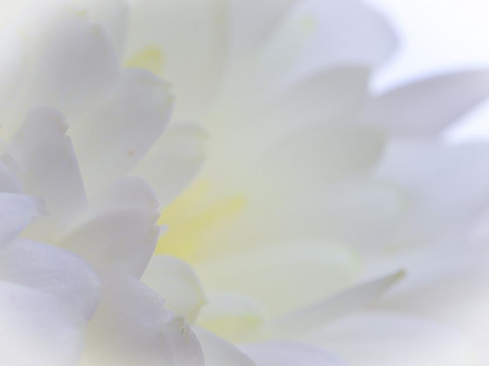 Free Image of Soft-focus pale yellow flower detail 