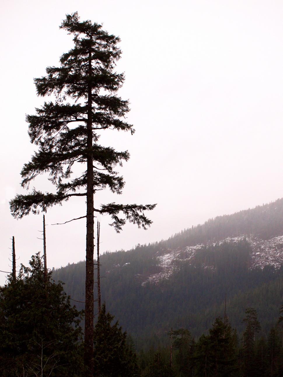 Free Image of Tall solitary tree in misty woodlands 