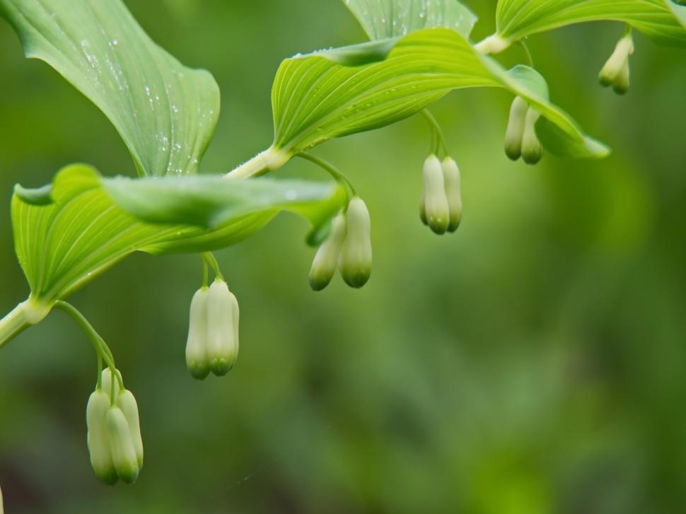 Free Image of Close-up of Solomon s Seal plant with dew 