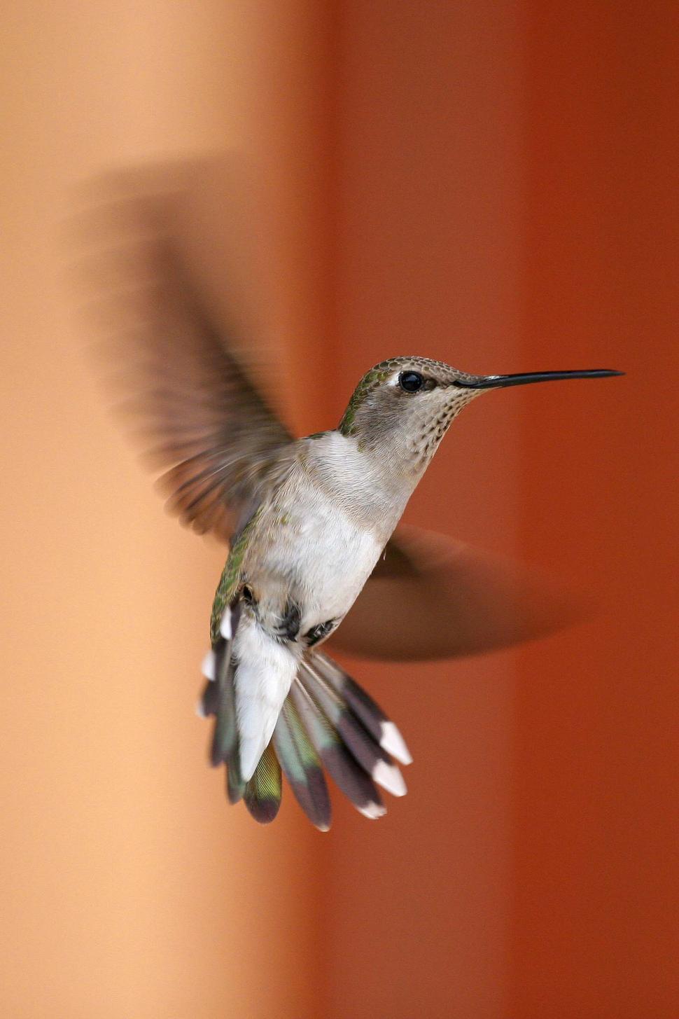 Free Image of Hummingbird Hovering 