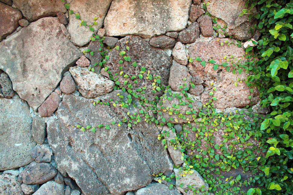 Free Image of Stone wall with greenery creeping over 