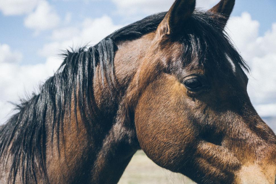 Free Image of Close-up of a bay horse in sunlight 