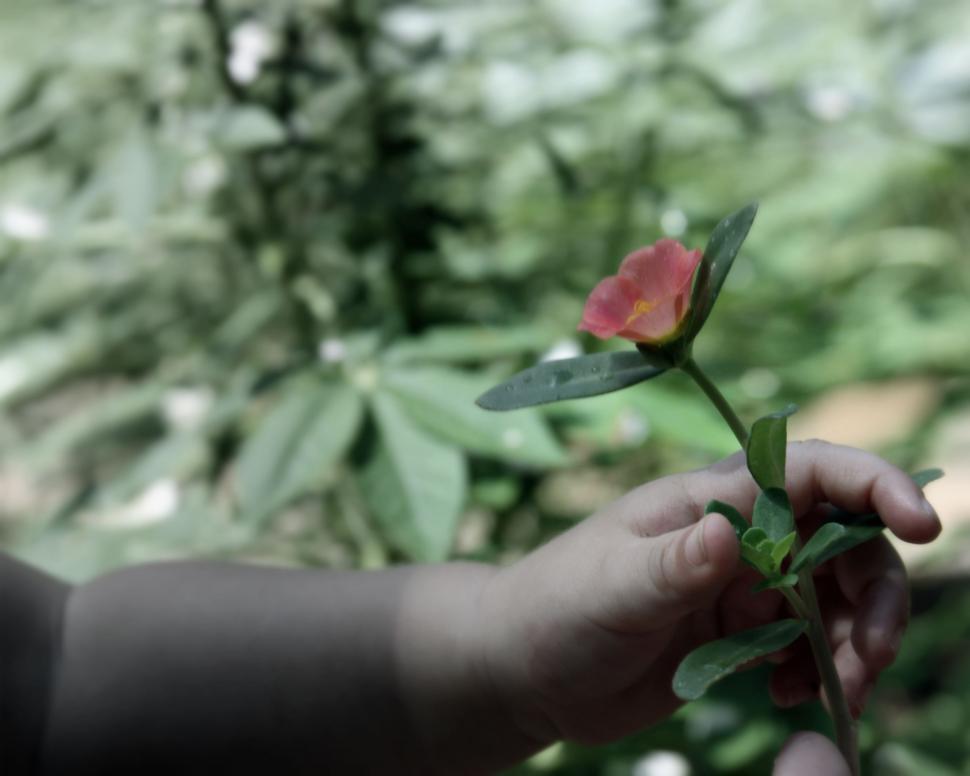 Free Image of Child holding a pink flower gently 