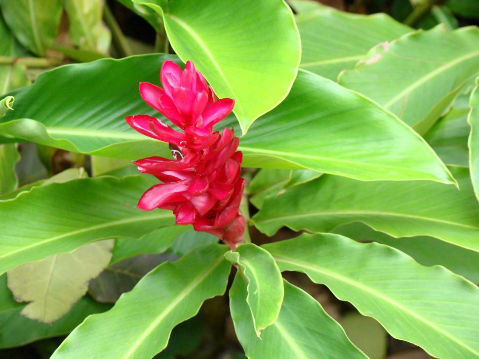 Free Image of Red Flower 