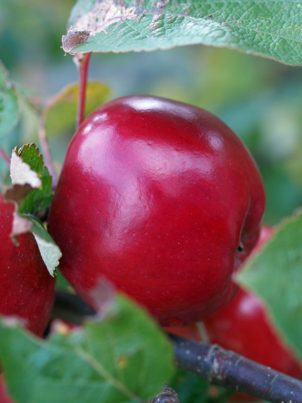 Free Image of Apple 