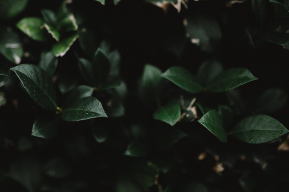 Free Image of Close-up of dark green leaves 