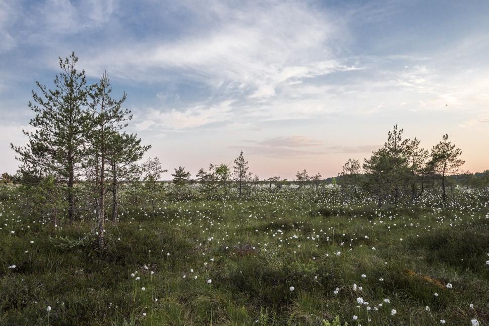 Free Image of Tranquil landscape with pine trees and flowers 