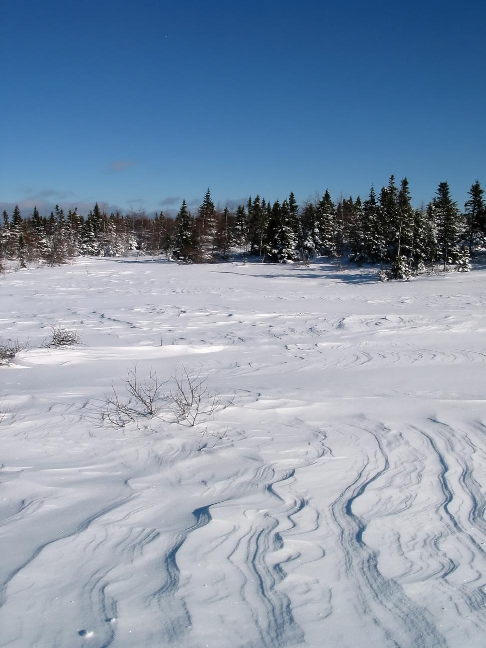 Free Image of Winter Wonderland 