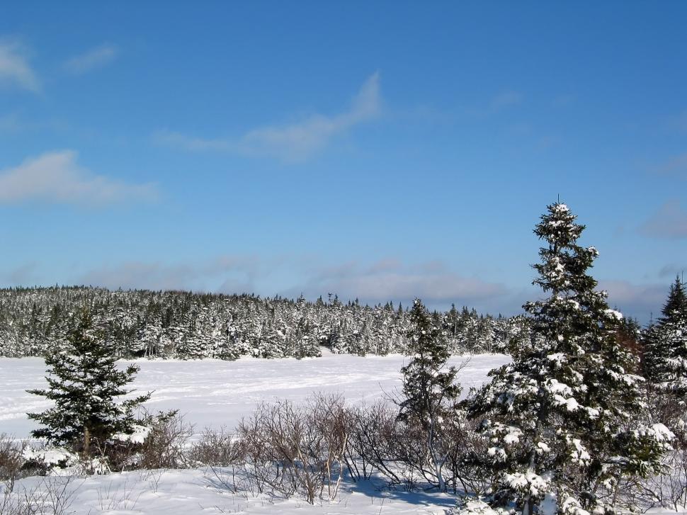 Free Image of Winter Wonderland 