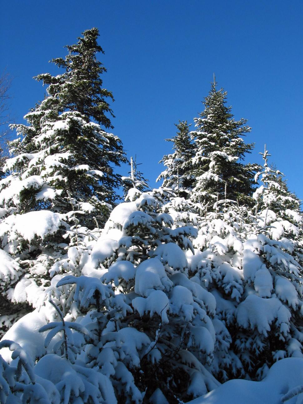 Free Image of Trees 