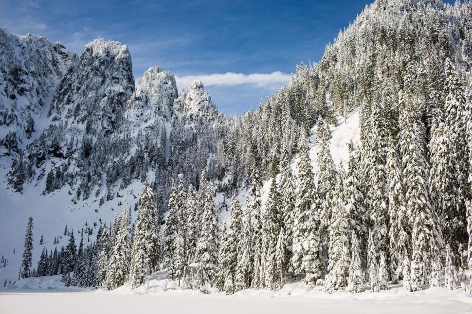 Free Image of Winter wonderland with snow-covered trees 
