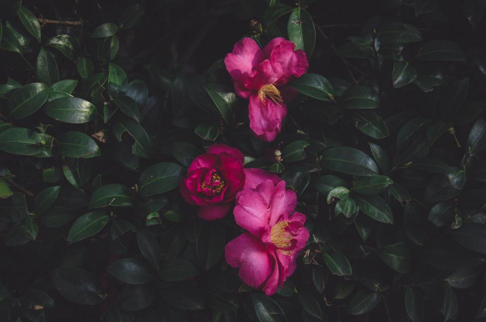 Free Image of Pink flowers blooming in dense foliage 
