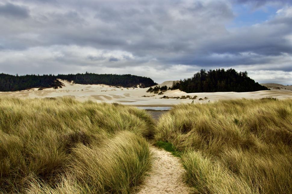 Free Image of Path through grassy dunes leading to the beach 