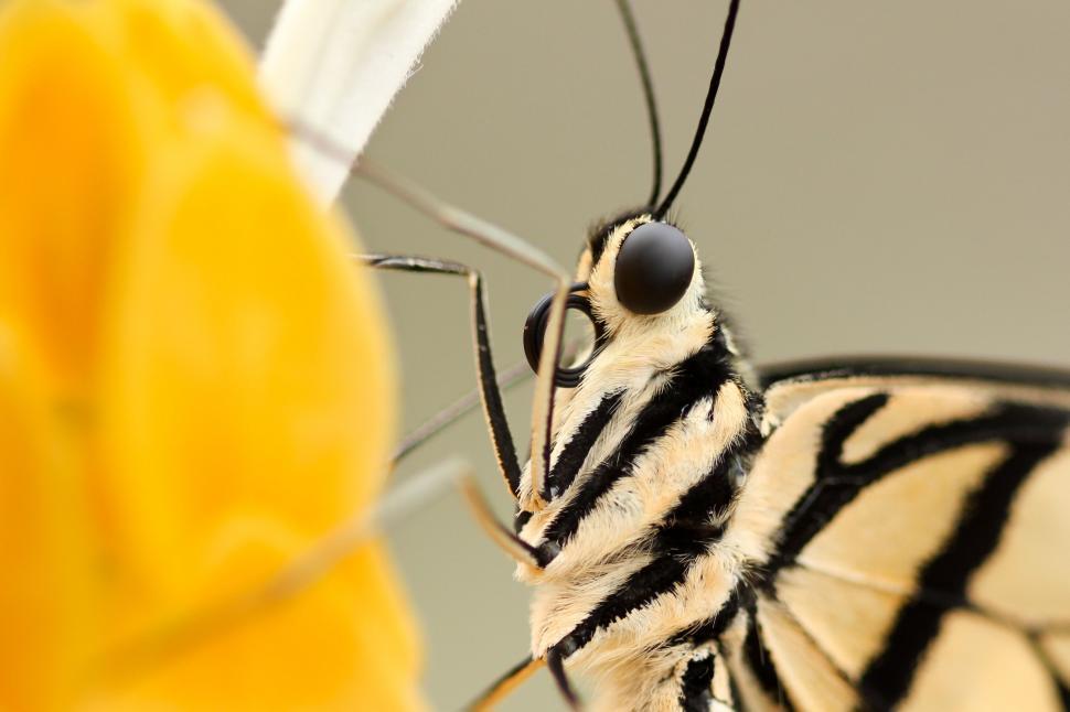 Free Image of Macro shot of a colorful butterfly 