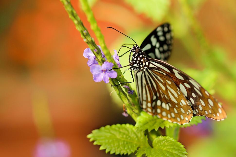 Free Image of Butterfly feeding on a purple flower 