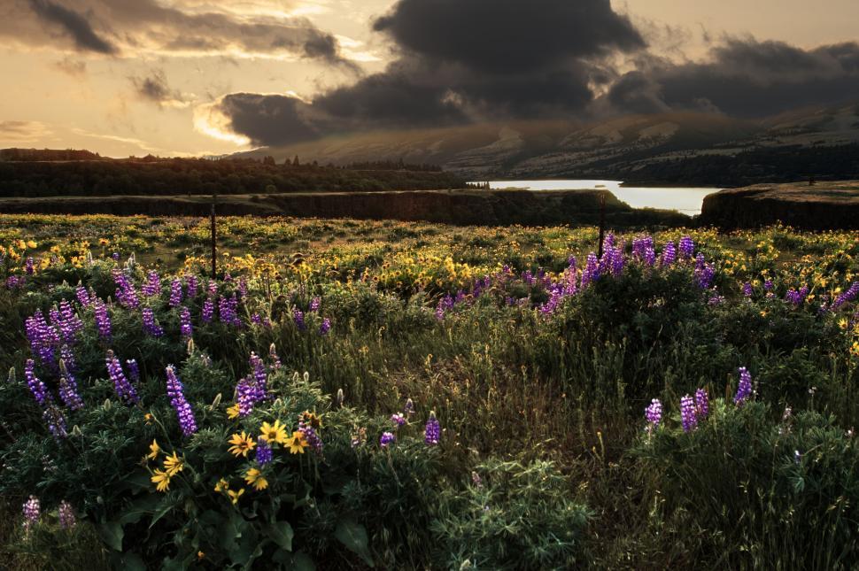 Free Image of Sunset over Field of Wildflowers 