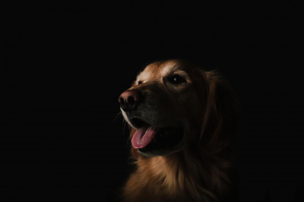 Free Image of Portrait of a contemplative golden retriever 