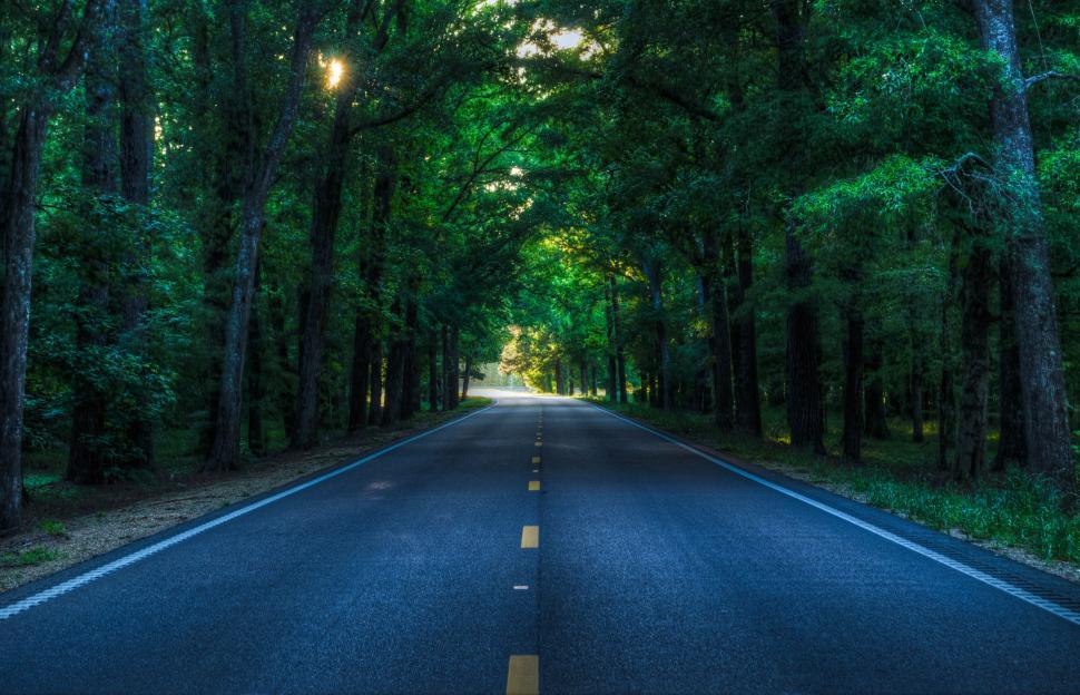 Free Image of Tranquil forest road with dappled sunlight 