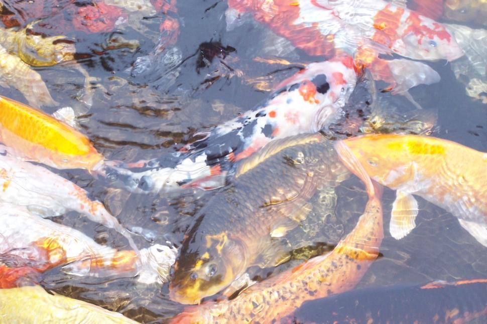Free Image of Koi Cluster 