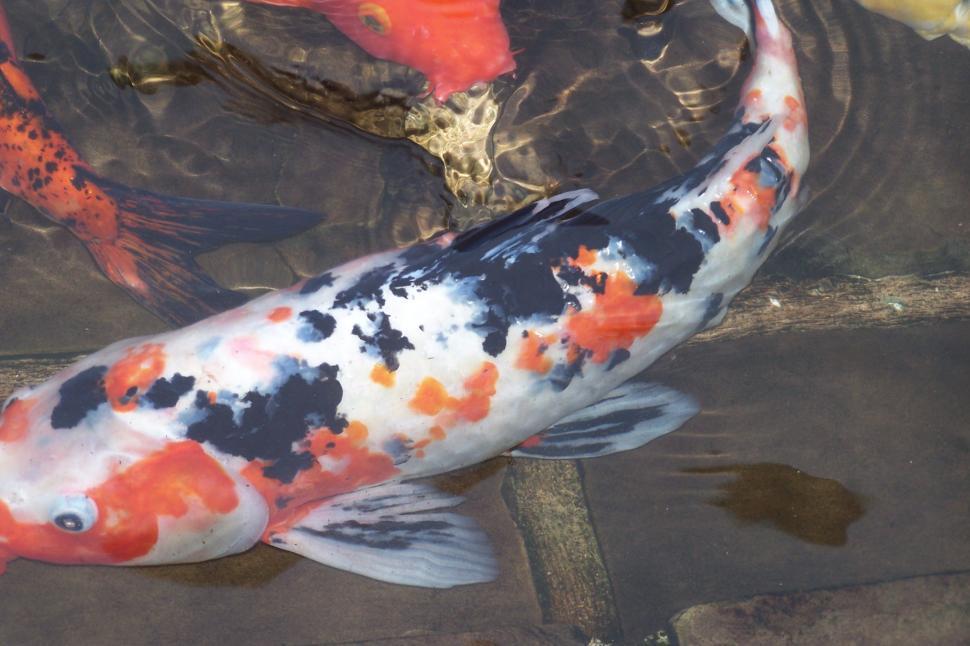 Free Image of Koi Closeup 