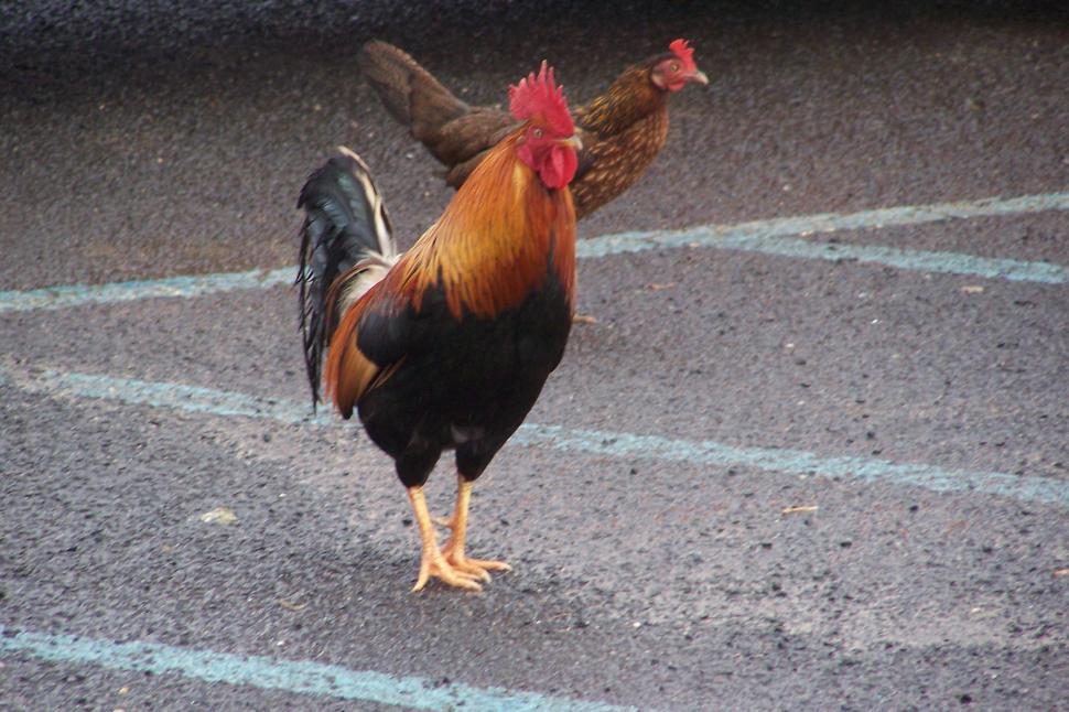 Free Image of Wild Hawaiian Chickens 