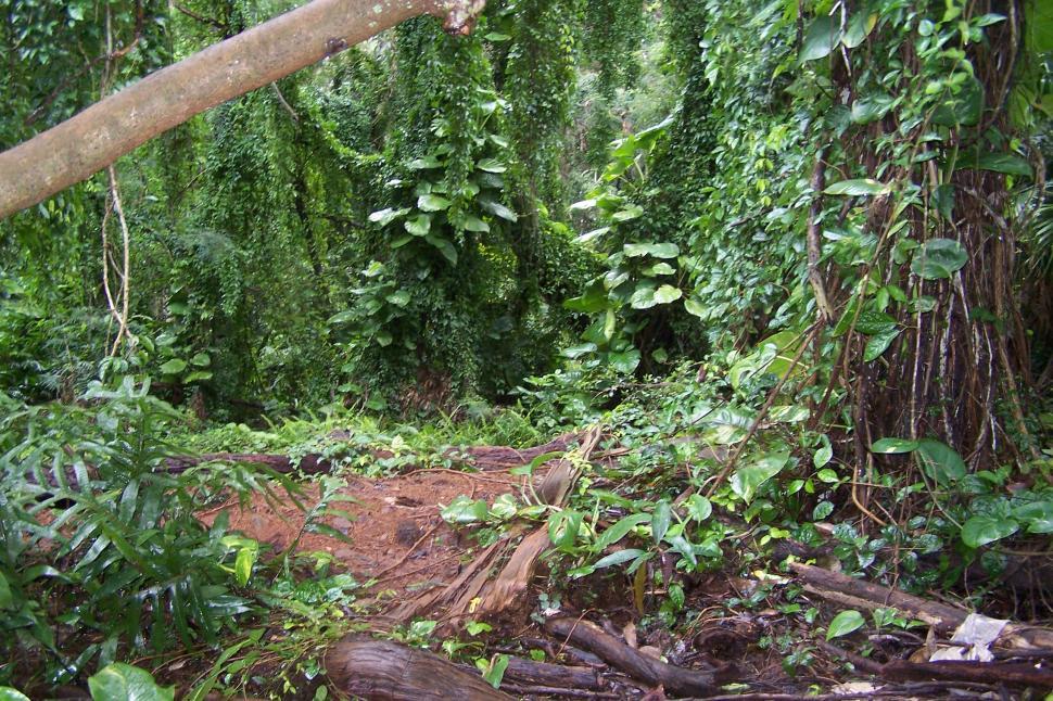 Free Image of Tropical Forest 3 