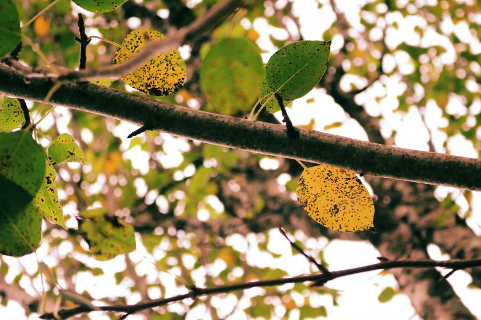 Free Image of Autumn leaves against a sky backdrop 