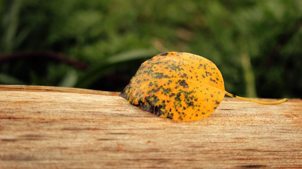 Free Image of Autumn leaf resting on a wooden surface 