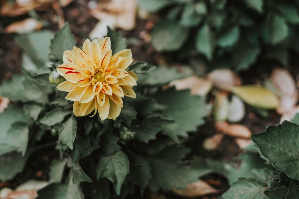 Free Image of Single yellow spotted flower in natural setting 
